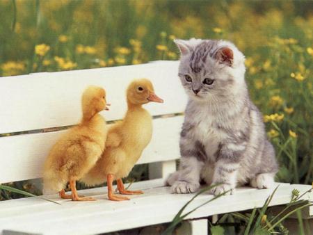 chaton